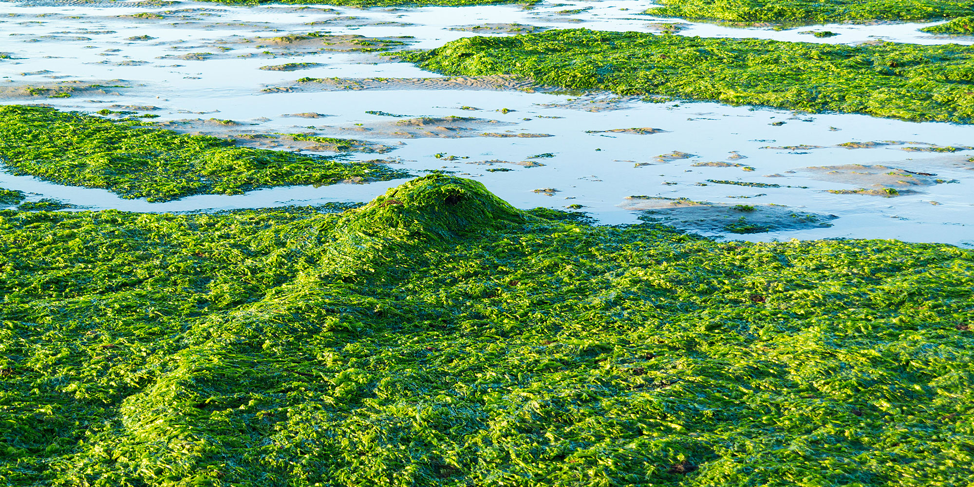 Ocean Harvest Seaweed